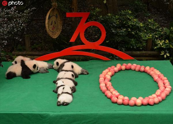 最萌的祝福！7只新生大熊猫拼出“70”图案迎国庆
